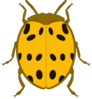 Yellow And Black Spotted Beetle Clip Art